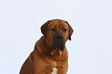 TOSA INU 316